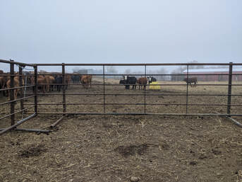 panels livestock